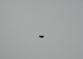Black Triangle 3