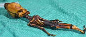 Atacama skeleton.jpg