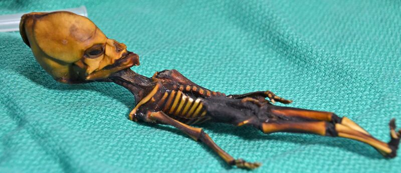 File:Atacama skeleton.jpg